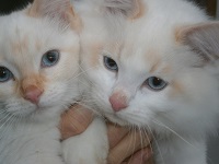 A pair of kitttens